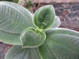 Image result for Dissotis johnstoniana