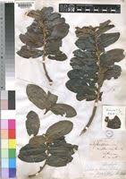 Image result for Aphloia theiformis