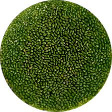 Image result for Wolffiella hyalina