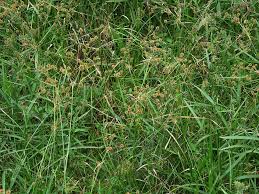 Image result for Rhynchospora holoschoenoides