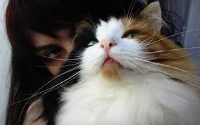 Toxoplasmose Mon Chat Represente Il Un Risque Pour Ma Grossesse Blog