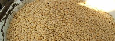 Image result for Macrotyloma
