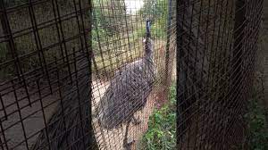 Eco park of kolkata in newtown | biggest and most adventures park in west bengal. Amazing Bird Emu Bird At Sunukpahari Eco Park At Bankura West Bengal India Youtube