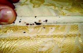We offer bed bug pest control services to ensure safety of people in the houses. Don T Let The Bed Bugs Bite Fact Sheet Unh Extension