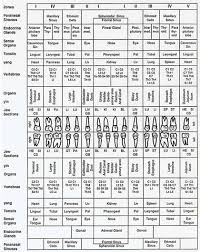 Homeopathic Tooth Chart Www Bedowntowndaytona Com