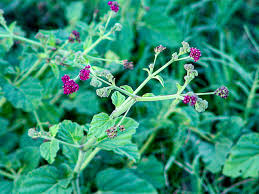 Image result for Boerhavia coccinea