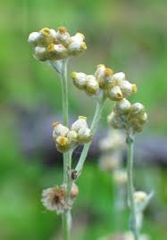 Image result for Pseudognaphalium luteo-album