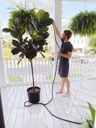 More spanish words for leaf. How We Care For Our Fiddle Leaf Figs Megan Stokes