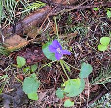 Image result for Ornithogalum flexuosum
