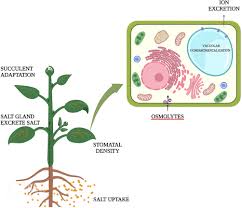 Image result for Halopyrum mucronatum
