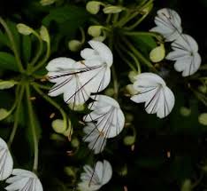 Image result for Rotheca