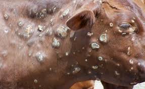 LUMPY SKIN DISEASE Dermatite Nodulare Contagiosa dei Bovini.