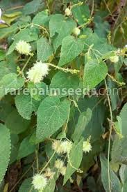 Image result for Tragia brevipes