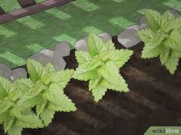 Insects and mosquitoes tend to dislike the odor from garlic, so it can be useful in keeping those pests away. How To Use Plants To Keep Mosquitoes Away 12 Steps