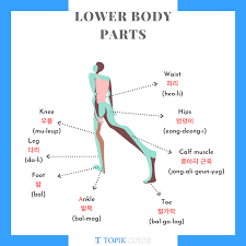 My parts of body grade/level: Complete List Of Body Parts Vocabulary In Korean Topik Guide
