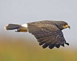 Birds Of Prey Central Florida Snail Kite Rostrhamus Sociabilis Birds