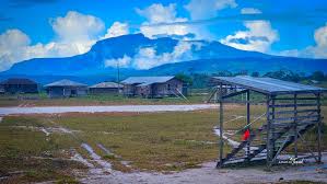 Image result for Olinia chimanimani