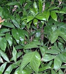 Image result for Chamaedorea oblongata