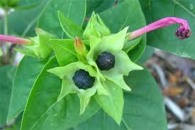 Plants cannot move to escape their predators. Factsheet Mirabilis Jalapa Four O Clock
