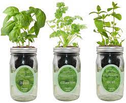 This way, you'll be able to enjoy the freshest, most delicious herbs even in the dead of winter! Amazon Com Environet Hydroponic Herb Growing Kit Set Self Watering Mason Jar Herb Garden Starter Kit Indoor Grow Your Own Herbs From Organic Seeds Basil Cilantro And Mint Garden Outdoor