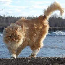The angora cat, for instance, is the archetypal mother of all long haired cats; Tips To Deal With Matted Fur On Cats