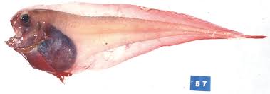 Image result for Liparis hemipilioides