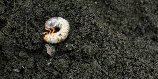 Since grubs eat grass roots, the lawn will be easy to pull up in chunks. How To Get Rid Of Lawn Grubs