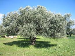 Dunyada Ve Turkiye De Ham Tane Zeytin Sofralik Zeytin Ve Zeytinyagi Piyasasi Tarim Apelasyon Zeytin Zeytin Agaci Zeytinyagi