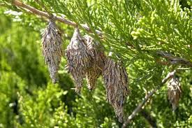 The bagworm caterpillar lives its entire life inside a tough protective case made of silk and camouflaging bits of foliage. Bewildered By Bagworms Husker Hort