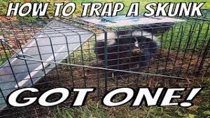 Check spelling or type a new query. Top Skunk Baits And Poisons Are There Any Pest Strategies