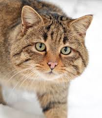 Wildcats is a 1986 american sports comedy film directed by michael ritchie and starring goldie hawn, james keach and swoosie kurtz. Scottish Wildcats Powerful Hunters And Endangered Animals Owlcation