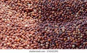 Image result for Cajanus