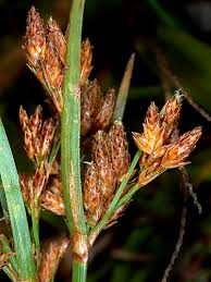 Image result for Fimbristylis dichotoma