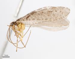 Image result for Nesaea heptamera