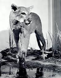 Maybe you would like to learn more about one of these? Florida Memory State Animal Of Florida A Panther