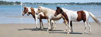 Welcome to the Chincoteague Island, Virginia Official Tourist Web Site