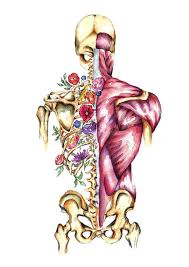 Almost Anatomical Provides Unique Medical Art And Watercolour Illustrations For All The Docto Arte Do Corpo Humano Fisioterapia Logomarca Ilustracoes Vetoriais
