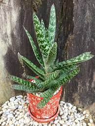 It can be in flower at almost any time of the year, but it. Gasteria Maculata Cacti And Succulents Planting Succulents Succulents Garden