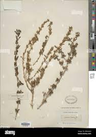 Image result for Leucas capensis