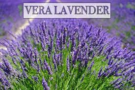 Vera Lavender Seeds, 1000 Heirloom Seeds per Packet, Non GMO Seeds