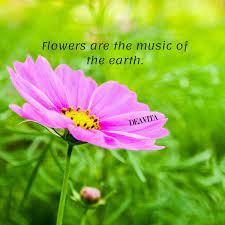 See more ideas about beautiful flower quotes, flower quotes, beautiful flowers. Flowers Make Me Happy Quotes Quotes Drinkquote Com