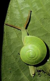 Green Snail Escargot Insectes Nuances De Vert