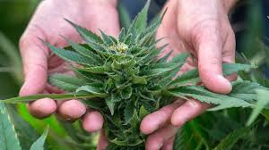 We are currently delivering in vancouver and burnaby we will have more locations opening up soon. Company Offers Free Home Delivery Of Medical Cannabis Products To Phoenix Scottsdale Residents