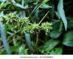 Image result for Fuirena ciliaris