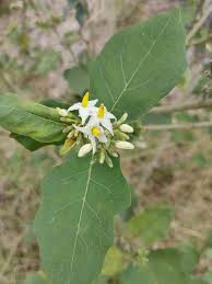 Image result for Solanum torvum