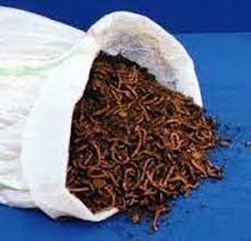 Here at the squirm firm, our dedicated customer support staff will help you make sure your worm farming effort is a success by providing complete support for all of our products. Red Wigglers 250 1 4 Lb Buy Online In United Arab Emirates At Desertcart Ae Productid 20460155