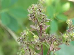 Image result for Vahlia digyna