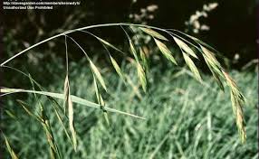 Image result for Bromus catharticus