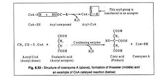 Coenzyme a (coa, shcoa, coash) is a coenzyme, notable for its role in the synthesis and oxidation of fatty acids, and the oxidation of pyruvate in the citric acid cycle. Structure And Function Of Various Coenzymes With Diagram