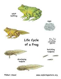 Bullfrog Life Cycle Exploring Nature Educational Resource Lifecycle Of A Frog Life Cycles Science Projects For Kids